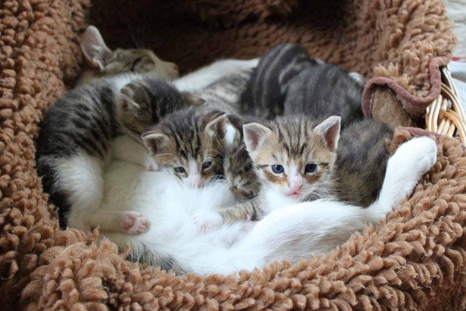 5 Котят