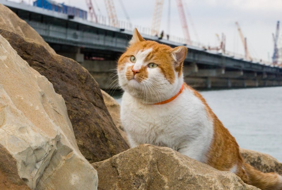 Кот мостик Крымский мост
