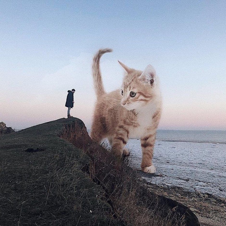 Кот размером с планету