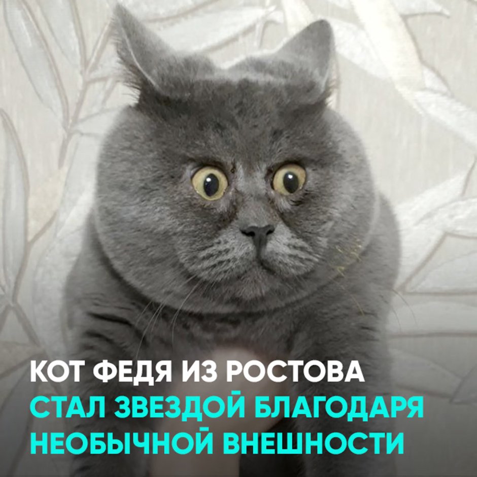 Ростовский кот Федя