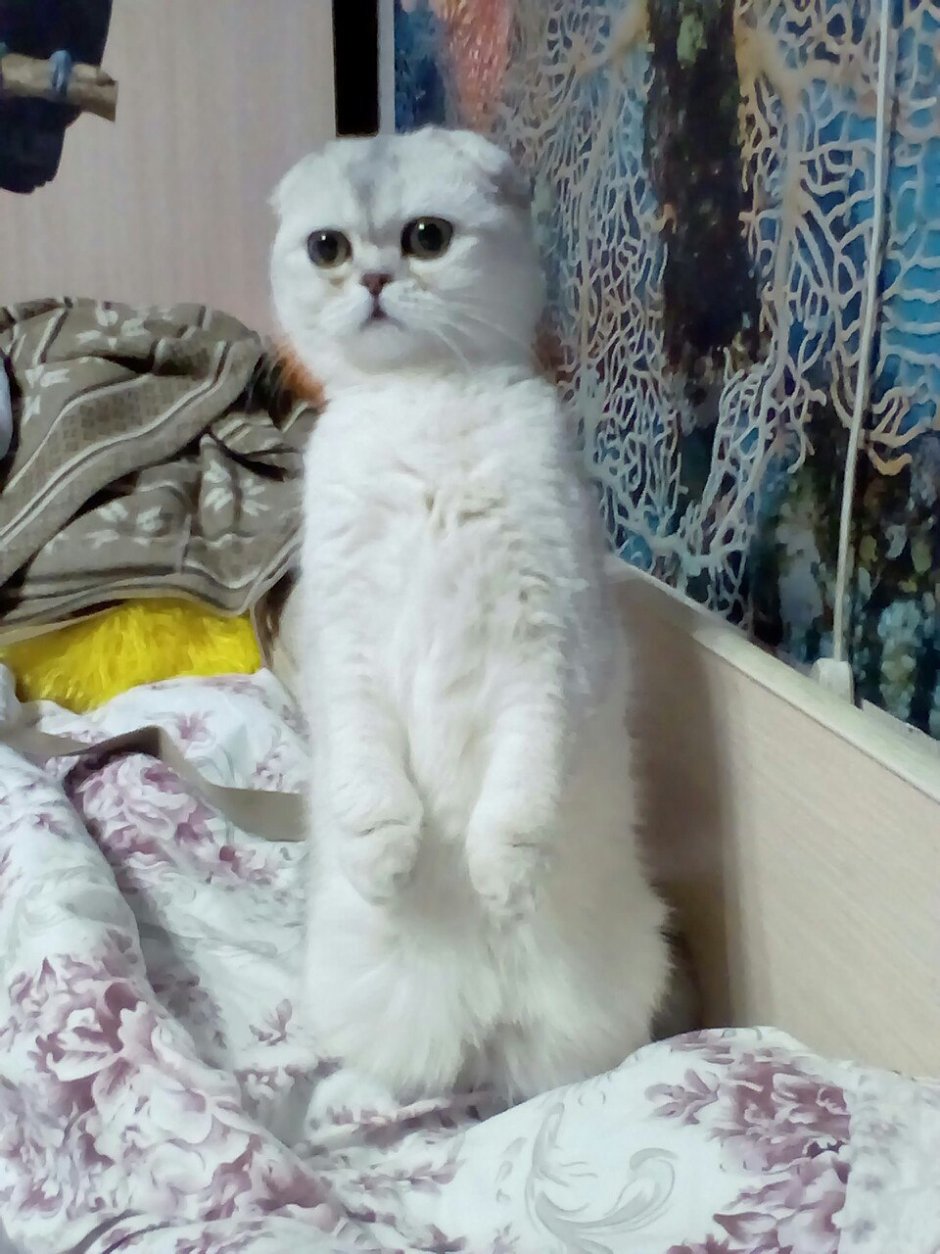 Вислоухий шотландец белый