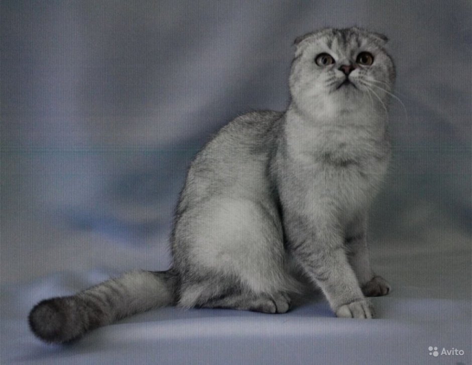 Шотландская вислоухая кошка шиншилла