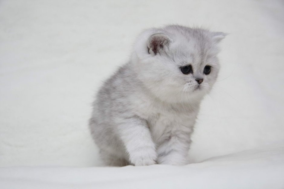 Шотландская вислоухая кошка шиншилла серебристая