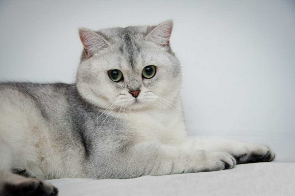 Шотландский вислоухий котенок серебристая шиншилла