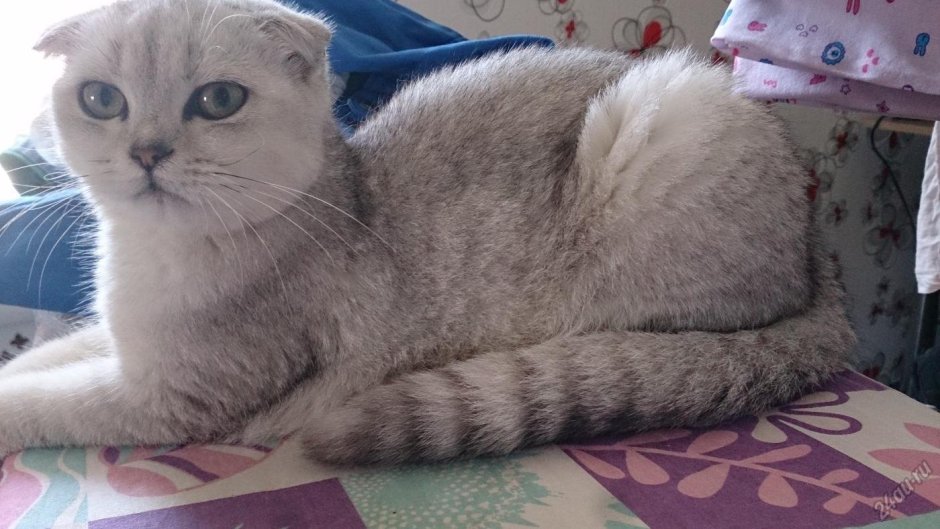 Шотландская вислоухая серебристая шиншилла
