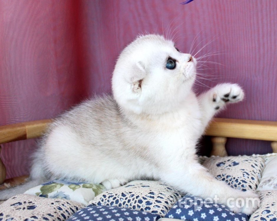 Шотландская вислоухая кошка шиншилла