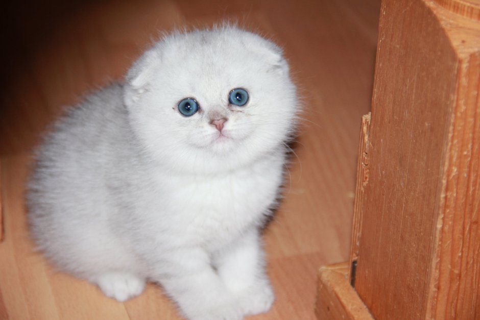 Шотландская вислоухая кошка шиншилла серебристая