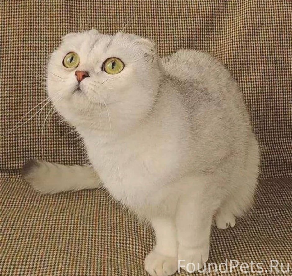 Шотландская вислоухая кошка шиншилла