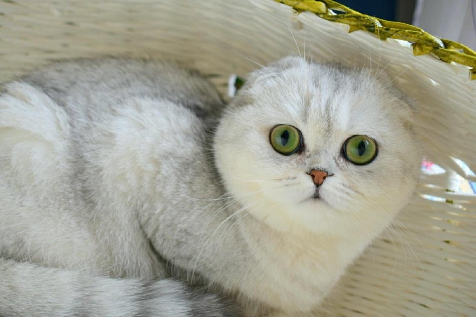 Шотландская вислоухая скоттиш фолд шиншилла