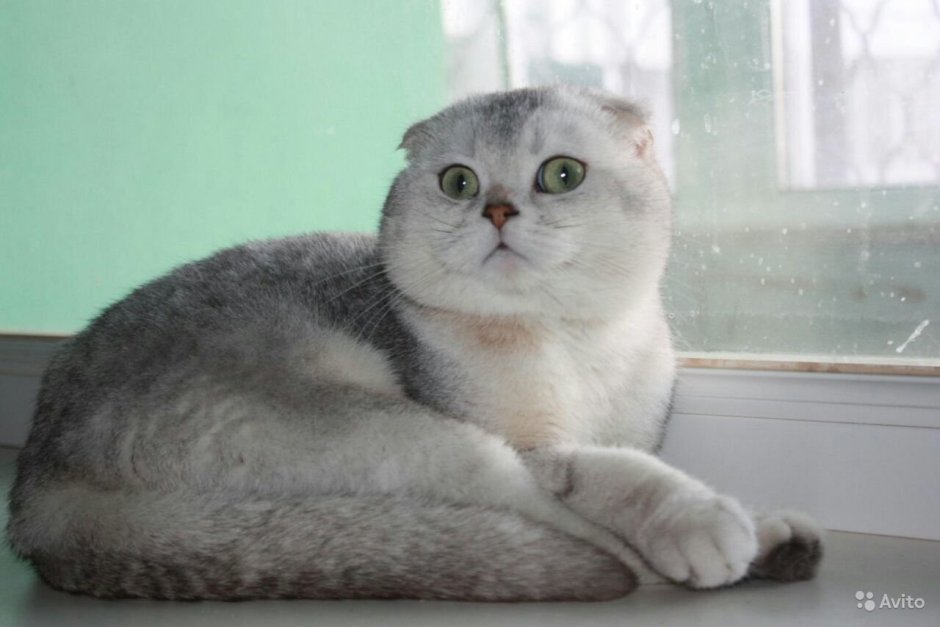 Британская вислоухая шиншилла
