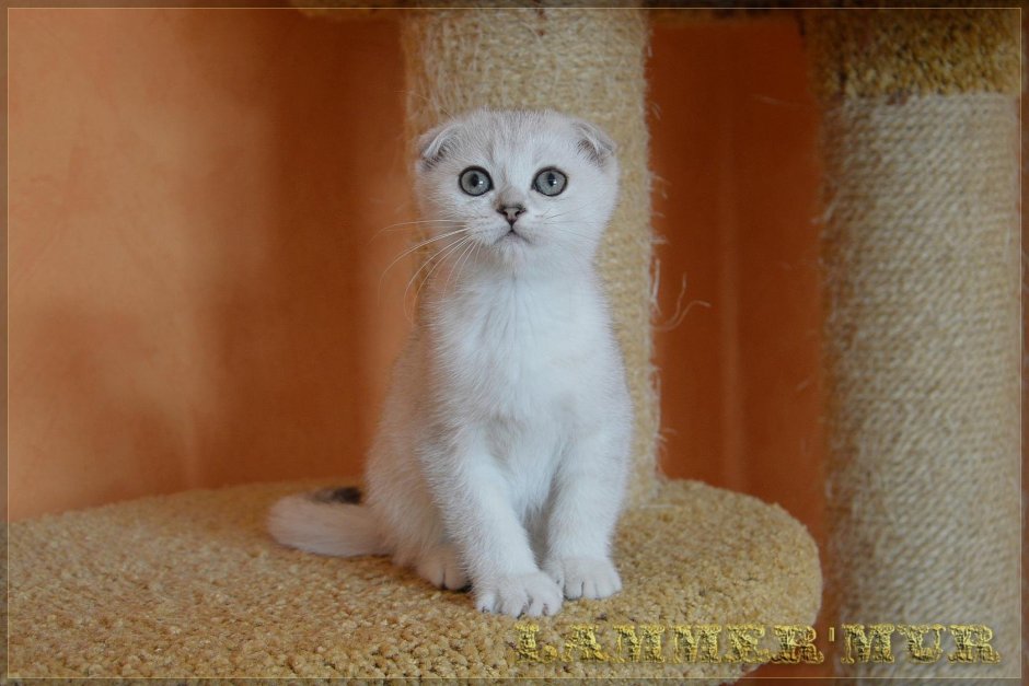 Шотландская вислоухая скоттиш фолд шиншилла