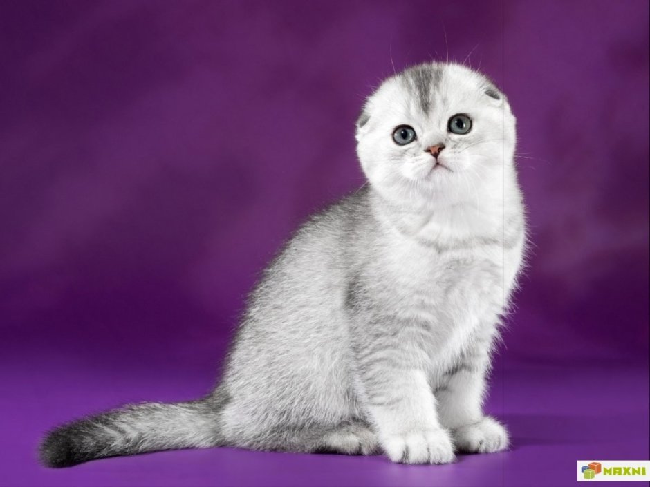 Шотландские вислоухие котята шиншилла
