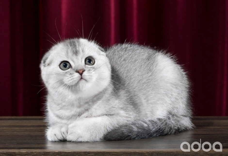 Скоттиш фолд серебристая шиншилла