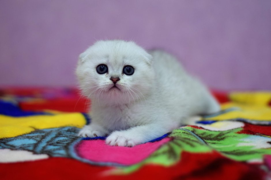 Скоттиш фолд Шотландская шиншилла