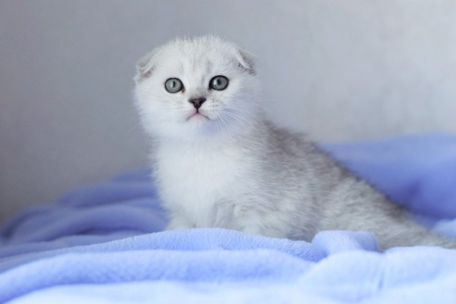 Шотландская вислоухая кошка шиншилла