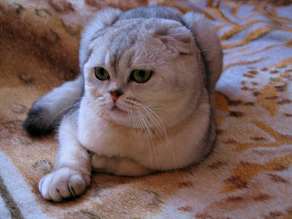 Шотландская вислоухая шиншилла