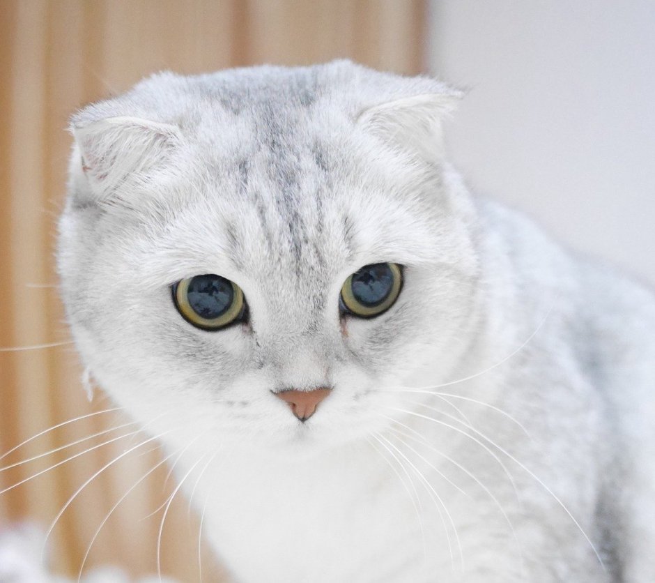 Британские вислоухие котята вискас шиншилла