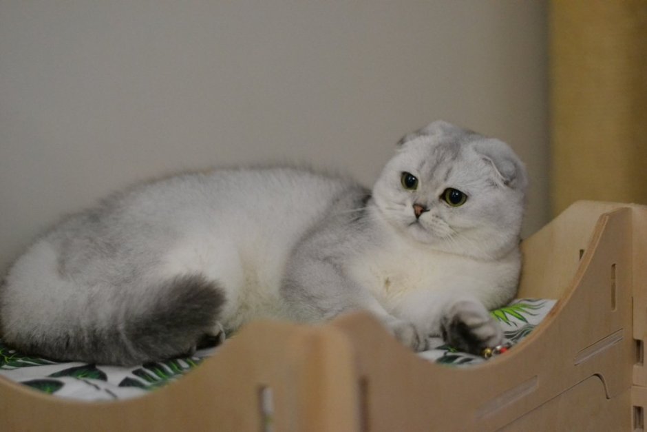 Белая вислоухая шиншилла
