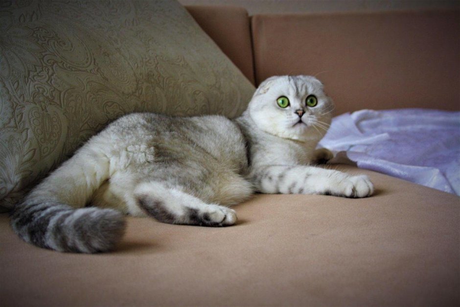 Скоттиш фолд Золотая шиншилла