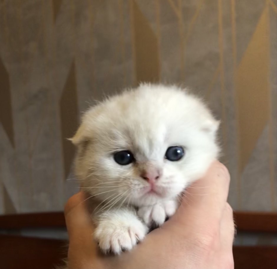Шотландская вислоухая кошка длинношерстная