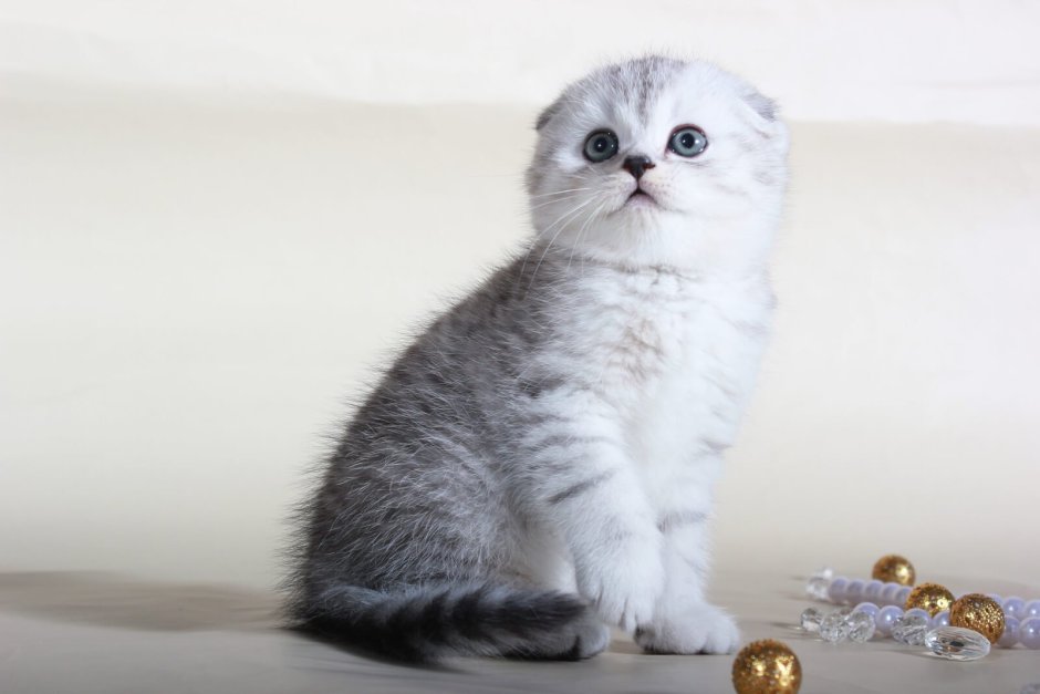 Шотландская вислоухая шиншилла