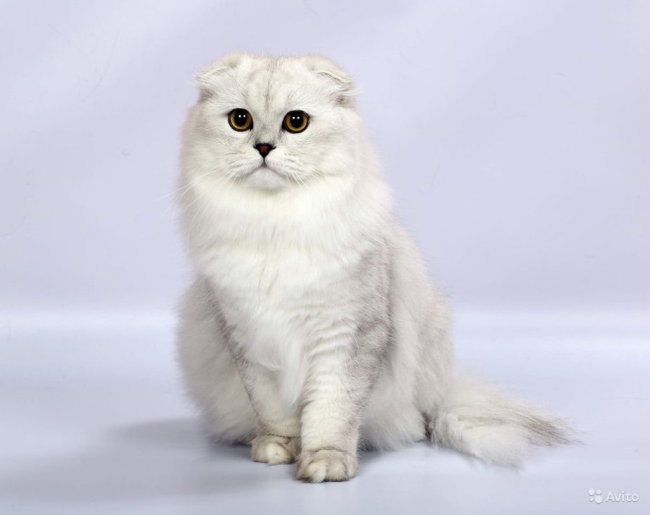 Шотландская вислоухая кошка шиншилла