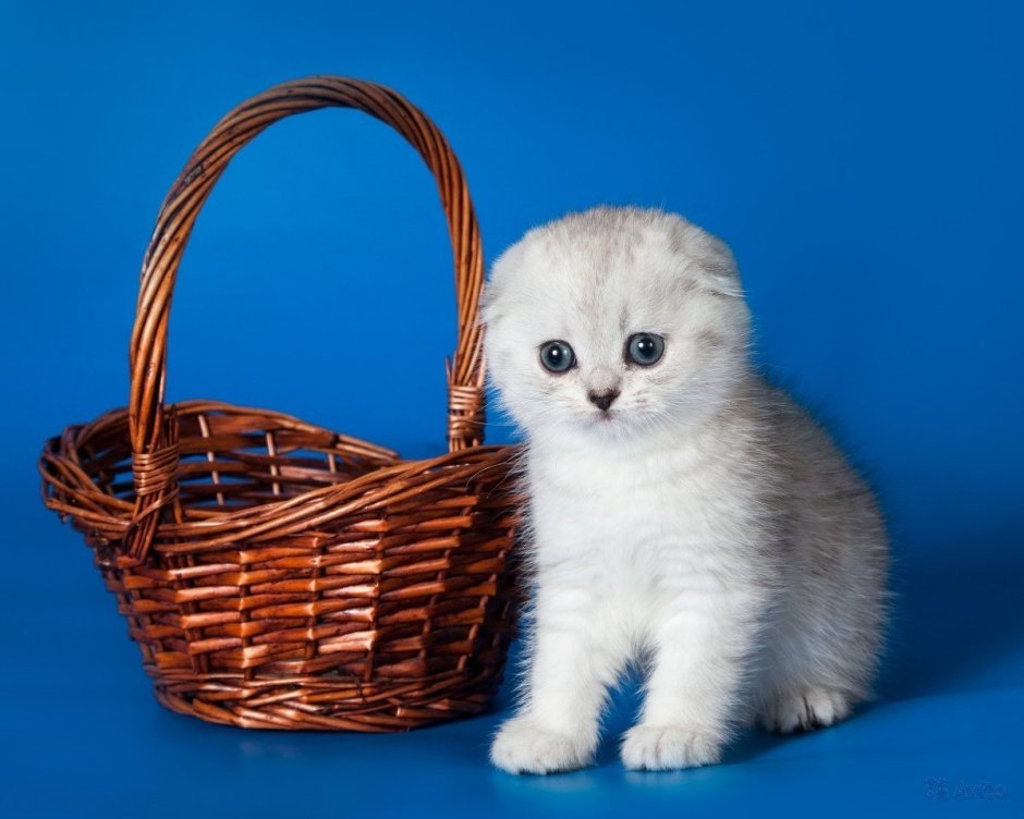 Скоттиш фолд белый