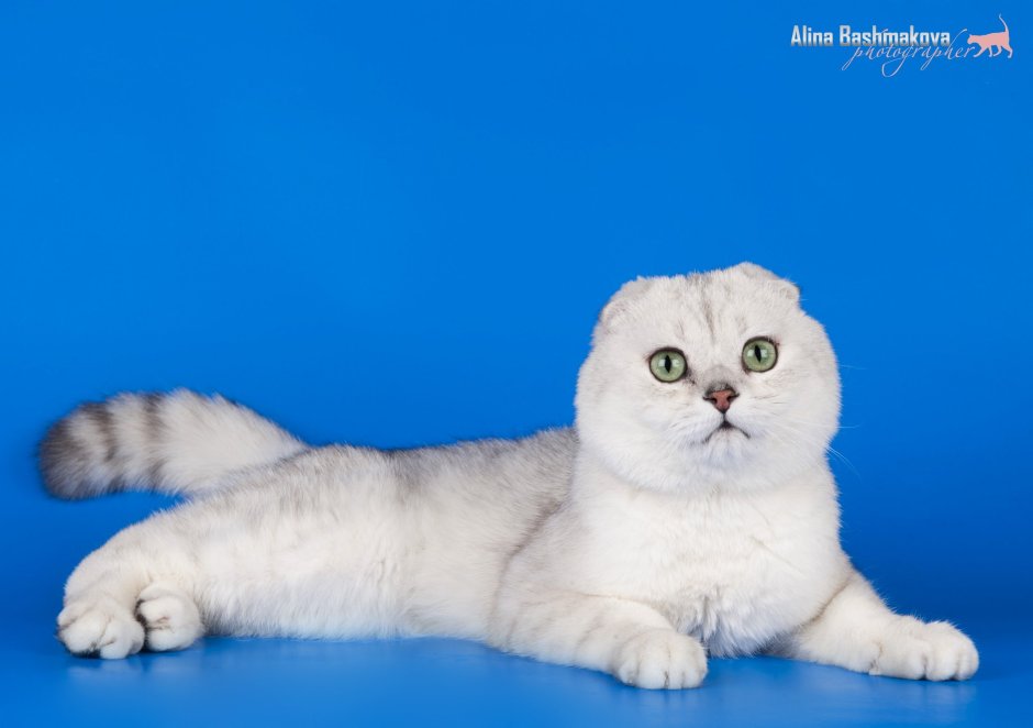 Шотландская шиншилла кошка серебристая