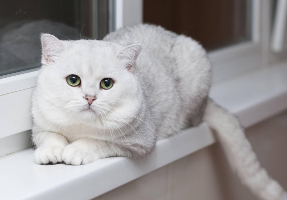 Шотландская вислоухая Золотая шиншилла