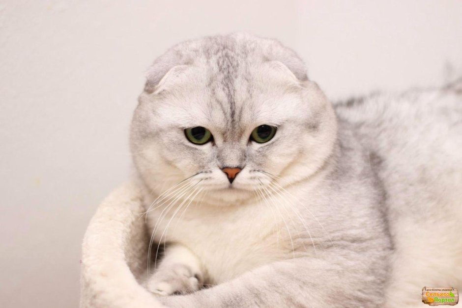 Скоттиш-фолд Шотландская прямоухая