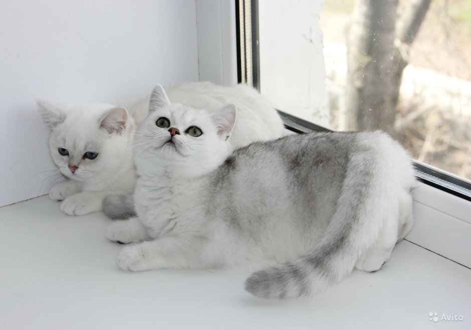 Скоттиш фолд Маркиз
