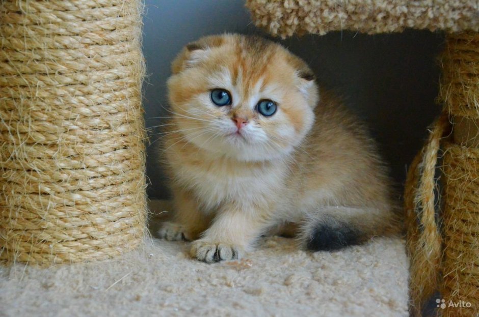 Скоттиш фолд белый