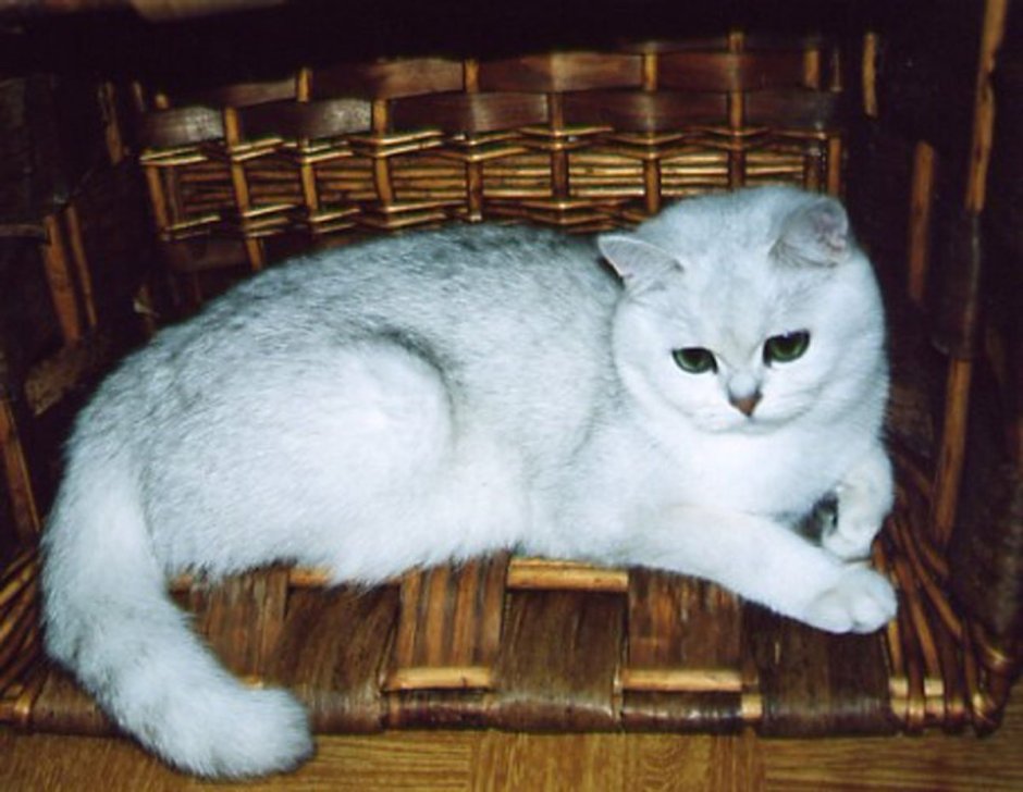 Кремовая Шотландская шиншилла