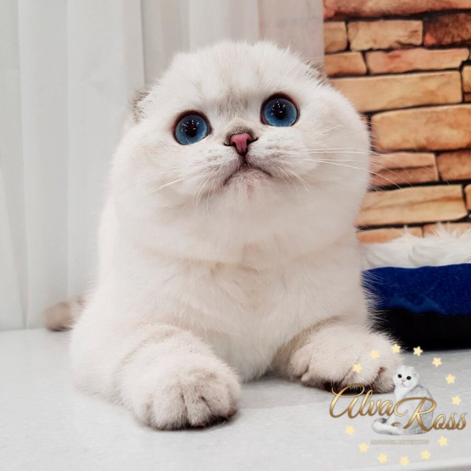 Шотландские вислоухие котята шиншилла