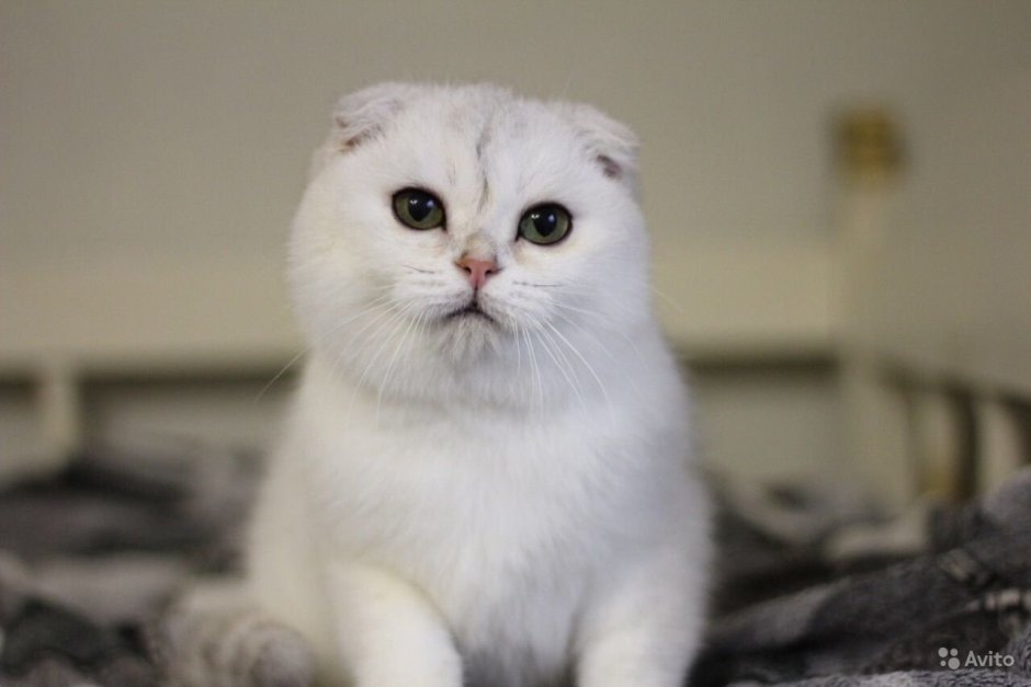 Скоттиш фолд Золотая шиншилла