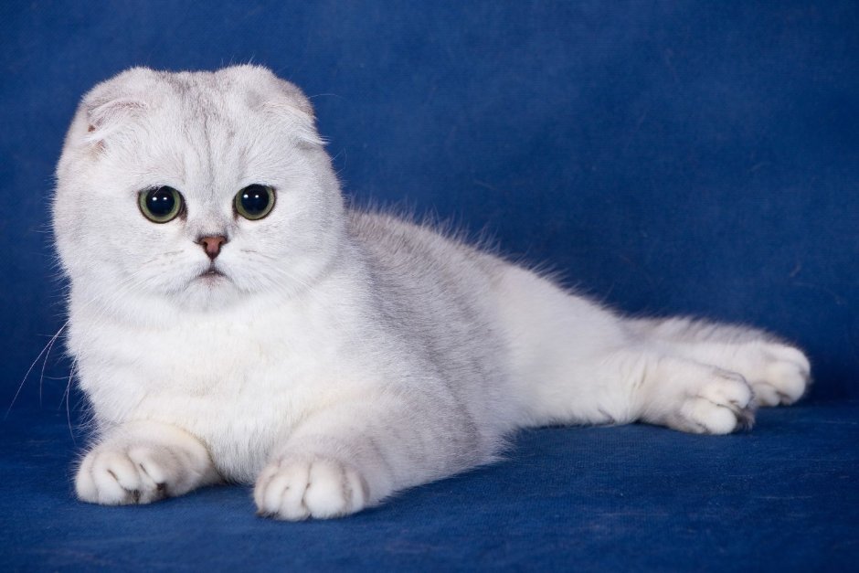 Скоттиш фолд серебристый затушеванный