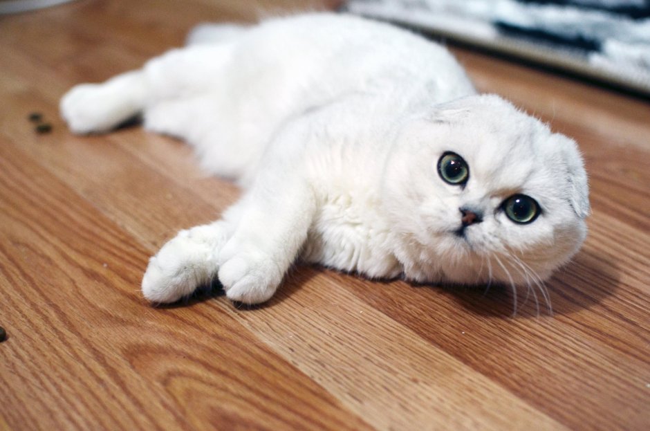 Шотландская шиншилла кошка