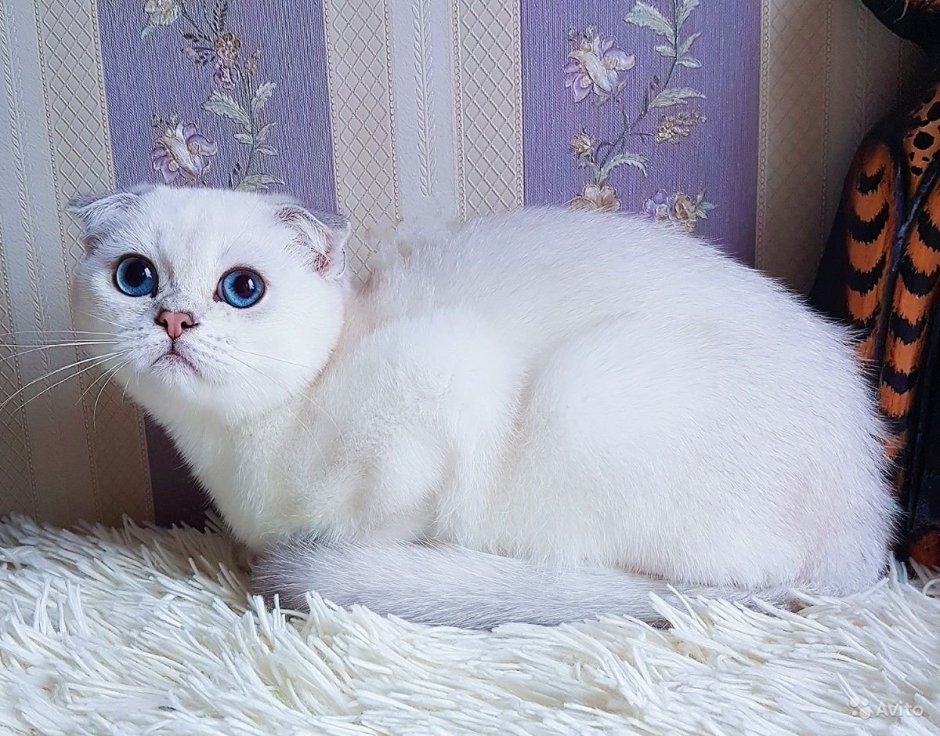 Британская шиншилла белая