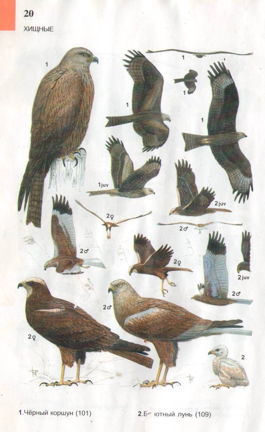 Хищные птицы Подмосковья Лунь болотный