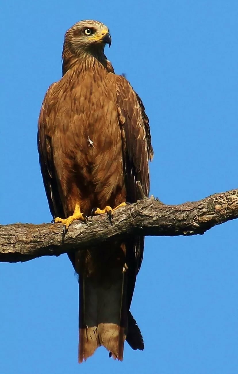 Черногрудый канюковый Коршун