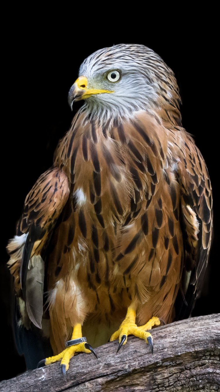 Хищные птицы