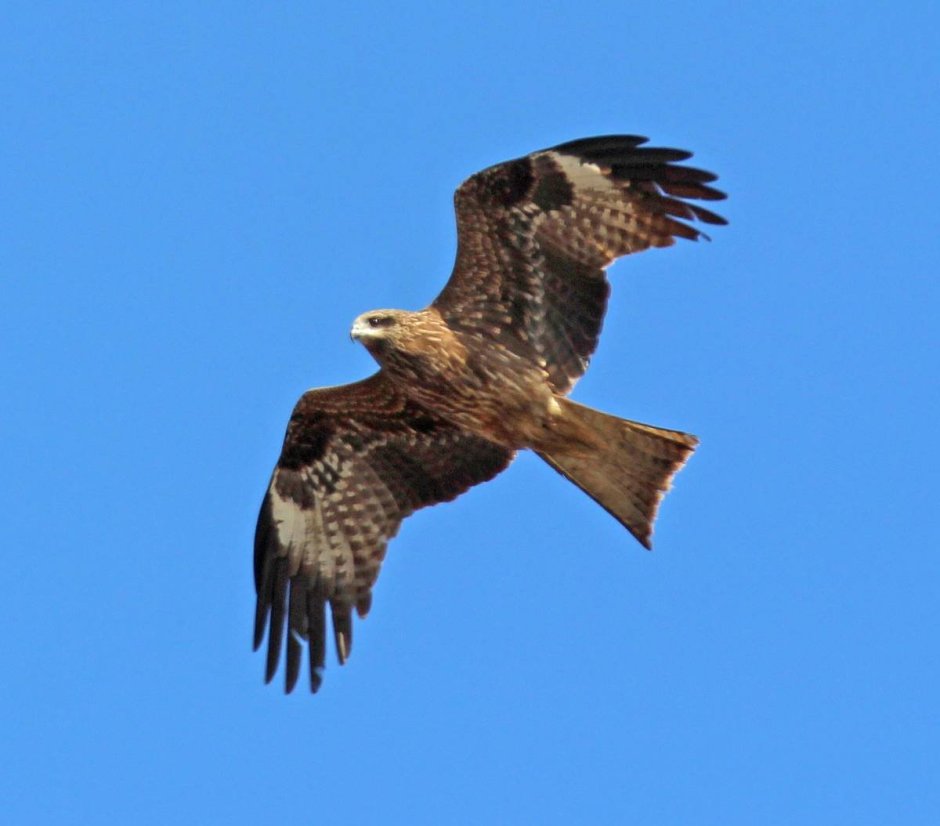 Коршун Сибирский птица