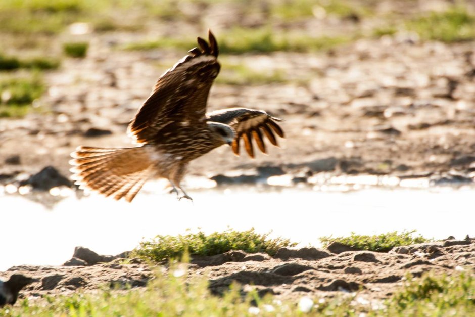 Коршунов Орел
