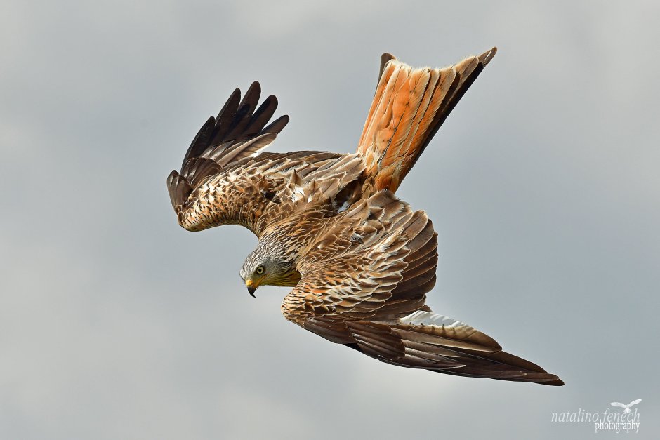 Коршун Геншин