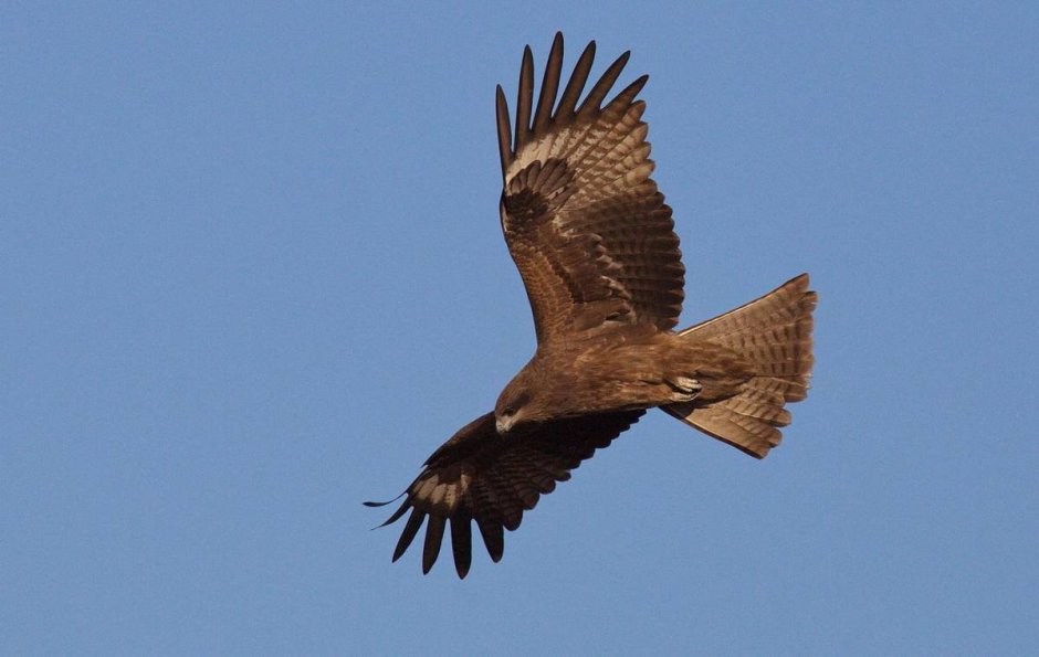 Коршун Дальневосточный