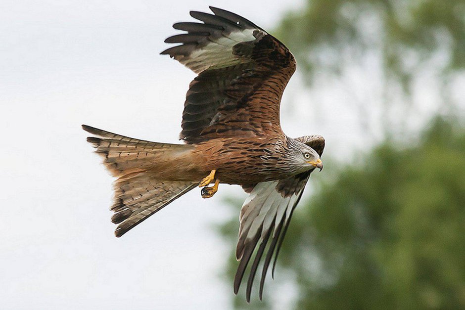 Сокол Сапсан ястреб Коршун
