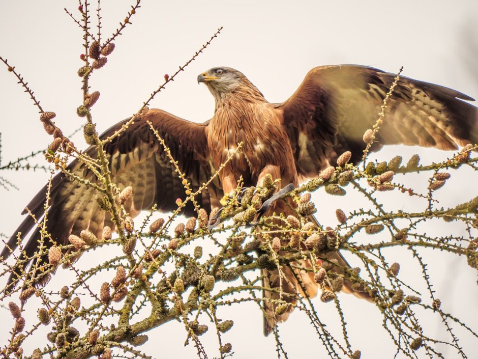 Коршун Свистун