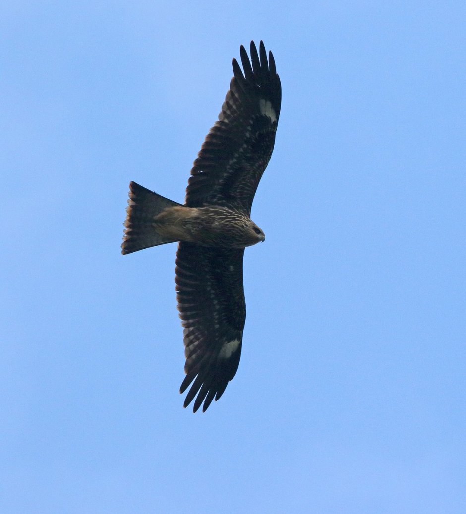 Коршун Сибирский