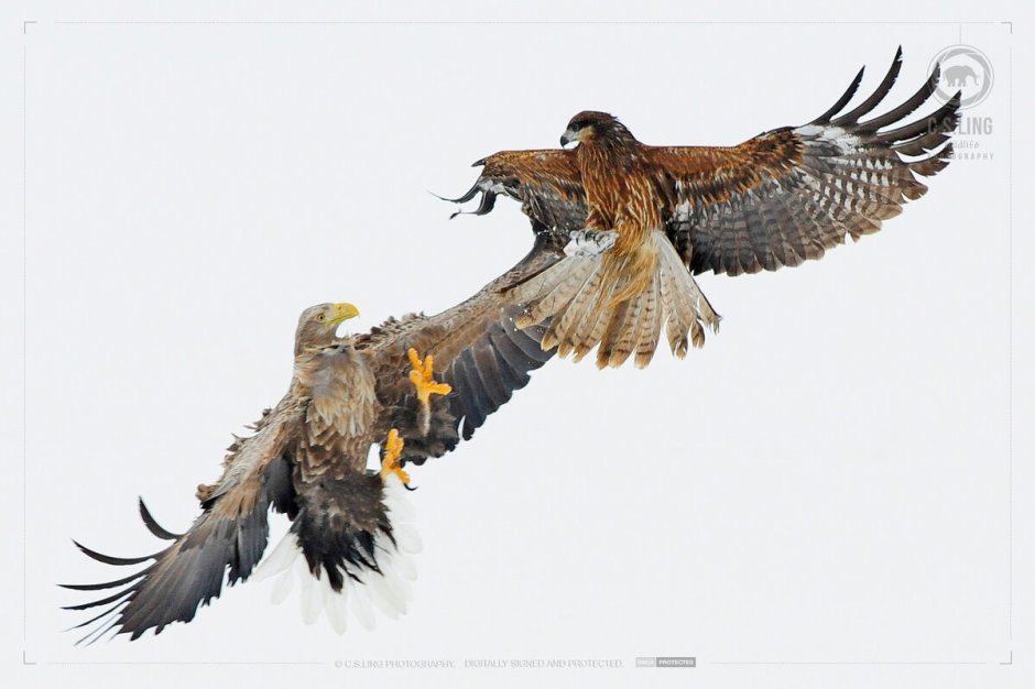 Коршун из джунглей