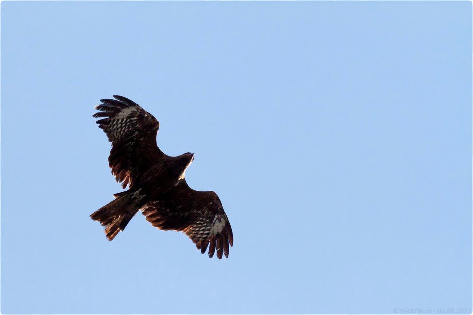 Кавказский Коршун